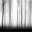 Verzaubernde Waldstille: Faszinierende Panorama Wandbilder entdecken - posterfolio.de