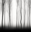 Verzaubernde Waldstille: Faszinierende Panorama Wandbilder entdecken - posterfolio.de