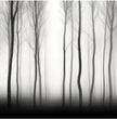 Verzaubernde Waldstille: Faszinierende Panorama Wandbilder entdecken - posterfolio.de